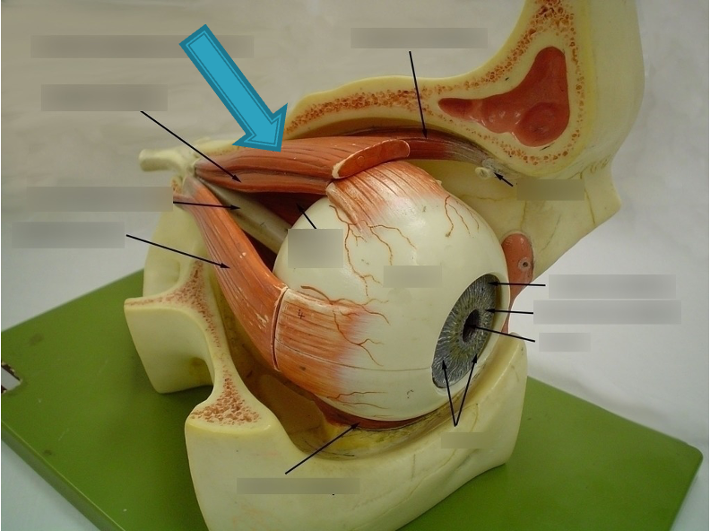 <p>innervation: CN III</p><p>action: elevate superior eyelid</p>