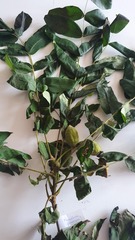 Juglans mandshurica