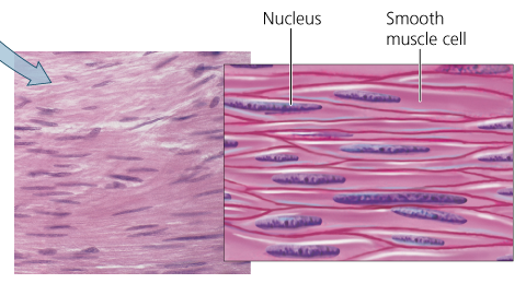 <p>What tissue is this?</p>