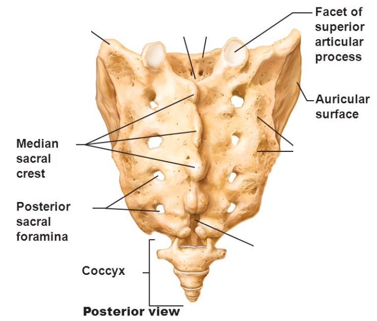 <p>coccyx</p>