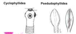 <ol><li><p><strong>Pseudophyllidea: </strong><span style="color: red">bothria (grooves)</span> - 2 longitudinally arranged, shallow depressions for attachment.</p></li><li><p><strong>Cyclophyllidea:</strong> has suckers (usually 4) and often a <span style="color: red">rostellum</span> (<span style="color: red">hook</span> bearing structure) for attachment on the head (scolex).</p></li></ol><p></p>
