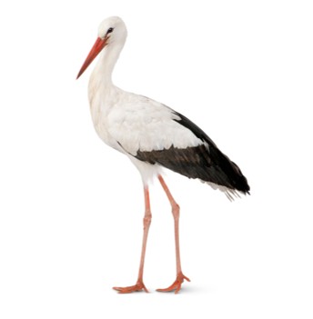<p>● mostly aquatic; long legs, incumbent hallux</p><p>● long neck and slightly decurved bil</p>