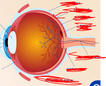 <p>What part of the eye is this?</p>