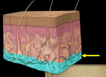 <p>The deepest layer of skin, also known as subcutaneous tissue, composed of loose connective tissue and fat, providing insulation and cushioning for underlying structures. </p>