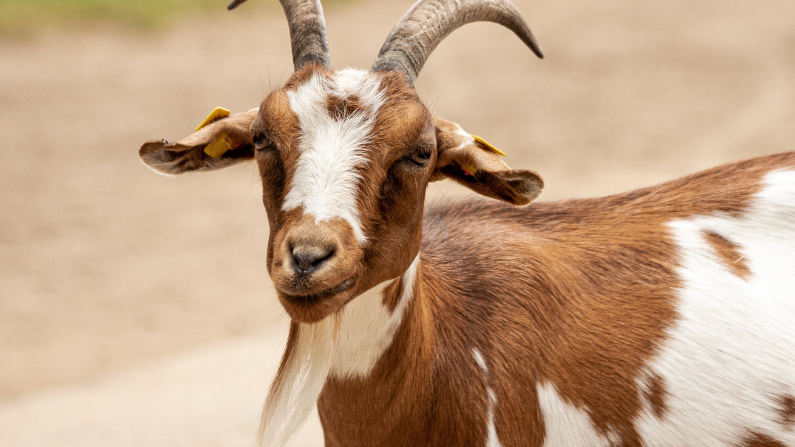 <p>goat [ g-oat ] </p>
