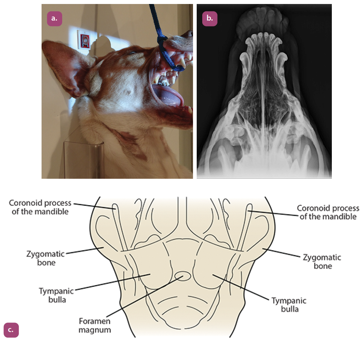 knowt flashcard image