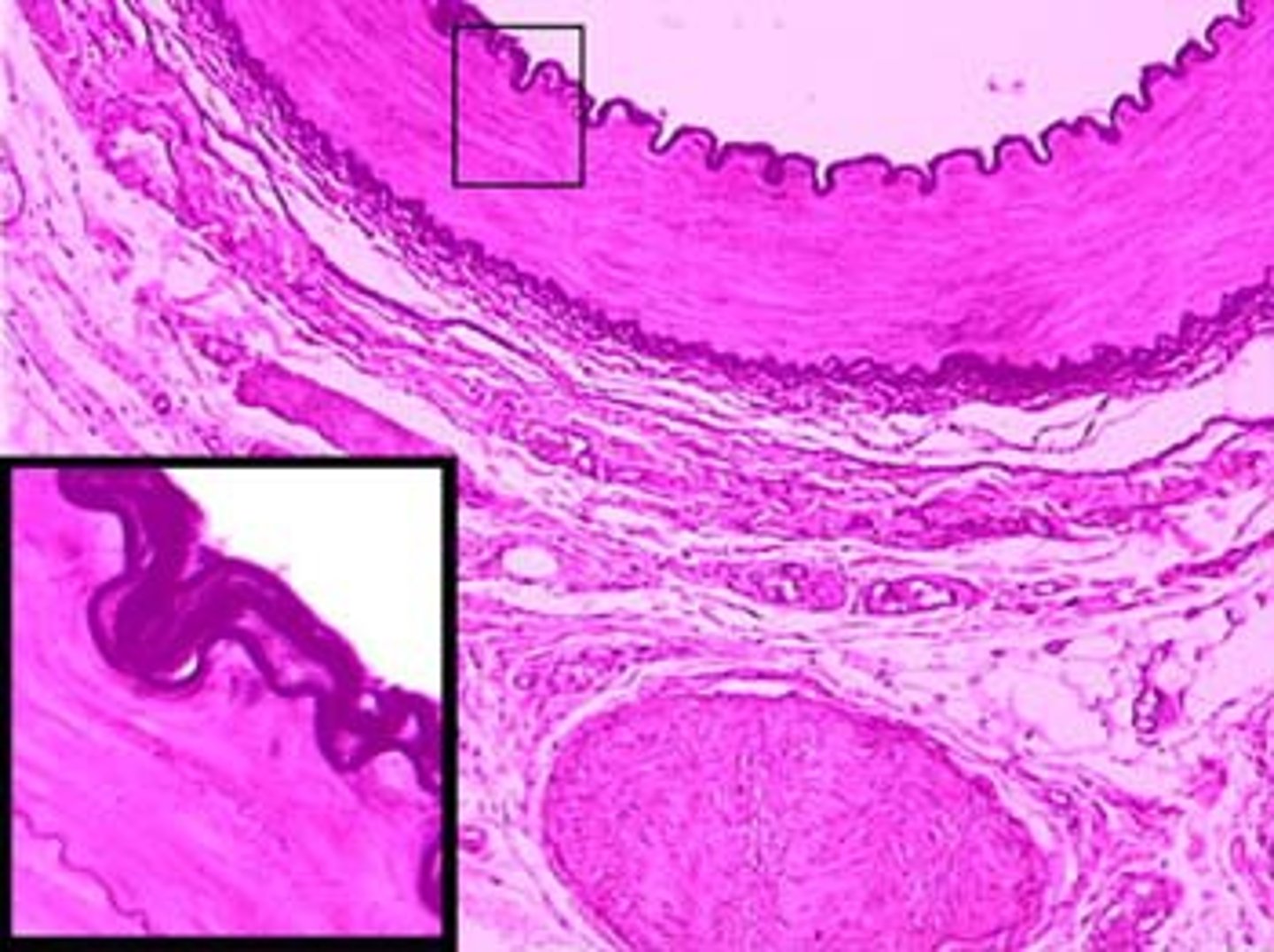 <p>simple squamous epithelium that lines the inside of blood vessels and lymph vessels</p>