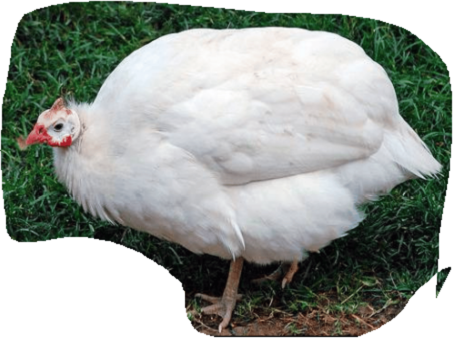 knowt flashcard image