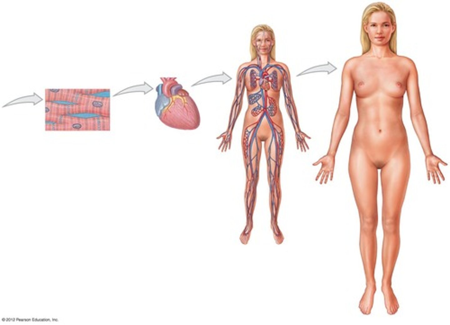<p>Heart, blood, blood vessels.</p>