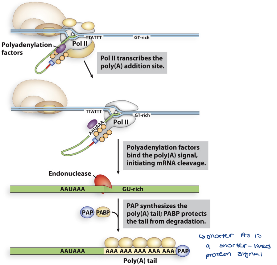 <p>typically 80–250 residues long</p><ul><li><p>length determines how long mRNA lasts</p></li></ul><p>function:</p><ul><li><p>stability by blocking access of ribonucleases to 3’ end</p></li></ul>