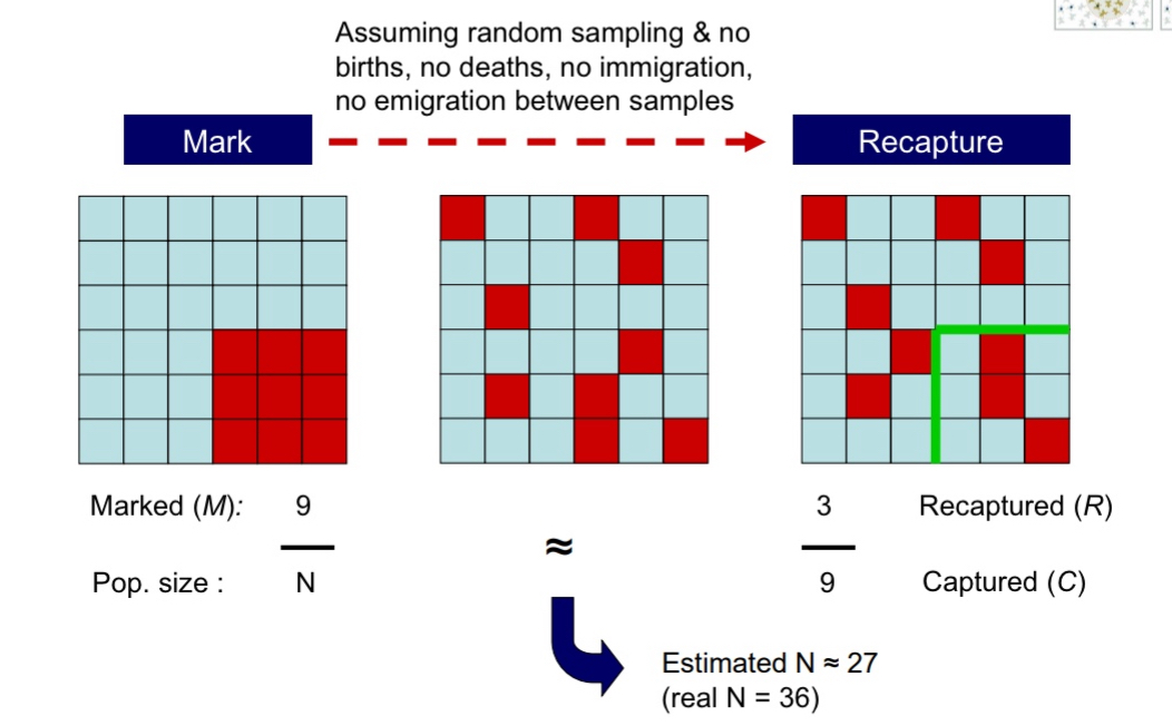 <ul><li><p>Only use for animals you can distinguish from each other (won’t use for pumas because they are indistinguishable.</p></li><li><p>Use collars with signals that will give the researcher the specific info (like case number) of that individual, or use trackers and banding → when I recapture the animal I will know exactly which animal that was</p></li><li><p>Proportion of individuals marked in total population = proportion of individuals marked in second sample</p></li><li><p>Solve for N for an estimate</p></li><li><p>Larger the population size, or the more often you do this, the better the estimate will be</p></li></ul><p></p>