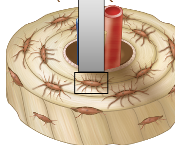 <p>Osteocytes are located between adjacent concentric ____</p>