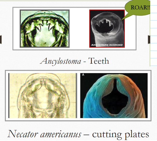 <ul><li><p>ancylostoma = pointy teeth</p></li><li><p>necator = cutting plates / looks like manatee </p></li></ul><p></p>