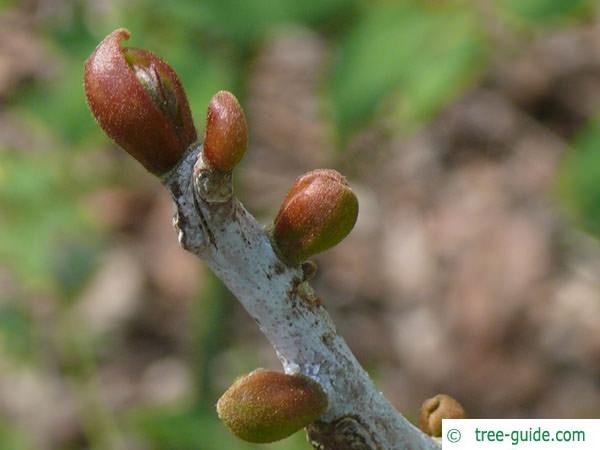 <ul><li><p>leaves: bipinnately compound, tapered lancolet</p></li><li><p>twigs: smooth, small</p></li><li><p>bark: vert irrgular ridges</p></li><li><p>repro: thick leathery husks</p></li></ul>