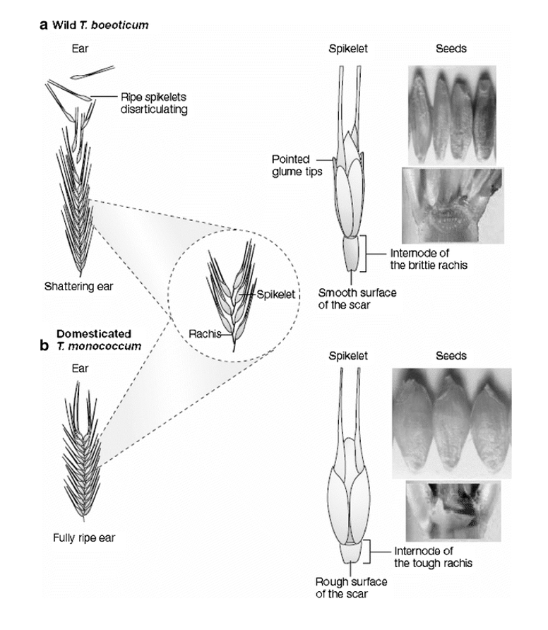 <ol><li><p>enlargement of grain</p></li><li><p>evo of non-shattering phenotype</p><ul><li><p>via toughened rachis that lacks abscission zones</p></li><li><p>Threshing required to remove the grains after harvest</p></li></ul></li><li><p>High amount os protein gluten </p><ul><li><p>gives visco-elatic propertiles→ for bread</p></li></ul></li></ol><p></p>
