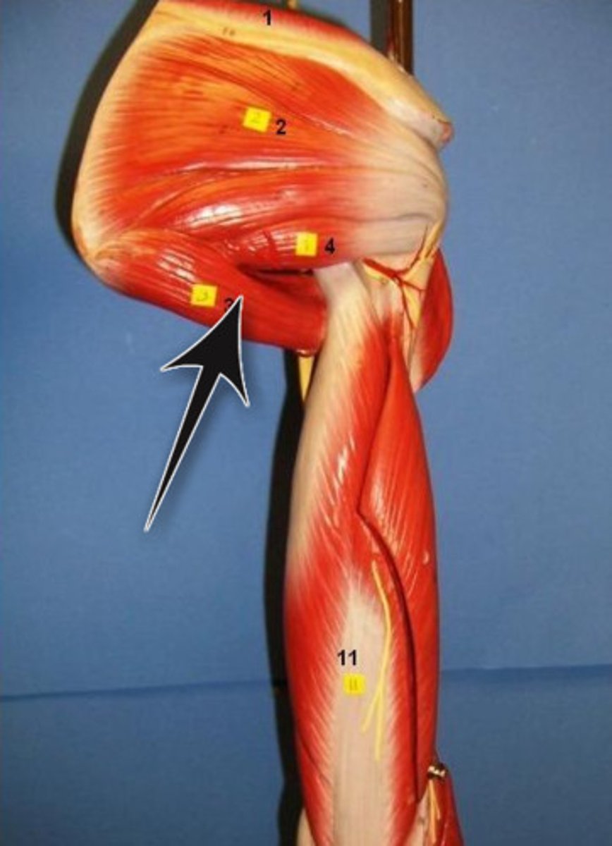<p>Extension, adduction and medial rotation at shoulder</p>