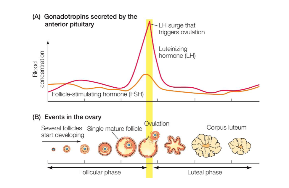 <ul><li><p><span style="background-color: transparent;"><span>Ovarian Reserve: The total number of primordial follicles is fixed during fetal development. This number is set for life and cannot be replenished.</span></span></p></li><li><p><span style="background-color: transparent;"><span>Impact of Environment: Toxins exposure during a mother's pregnancy can damage the developing fetus's ovarian reserve, affecting future fertility.</span></span></p></li><li><p><span style="background-color: transparent;"><span>Puberty Trigger: The primary driver is nutrition. High-nutrient diets are linked to earlier puberty onset.</span></span></p></li><li><p><span style="background-color: transparent;"><span>Modern Concern: Earlier puberty + later age of childbearing = potential for a diminished quality ovarian reserve when individuals are ready to have children.</span></span></p></li></ul><p></p>