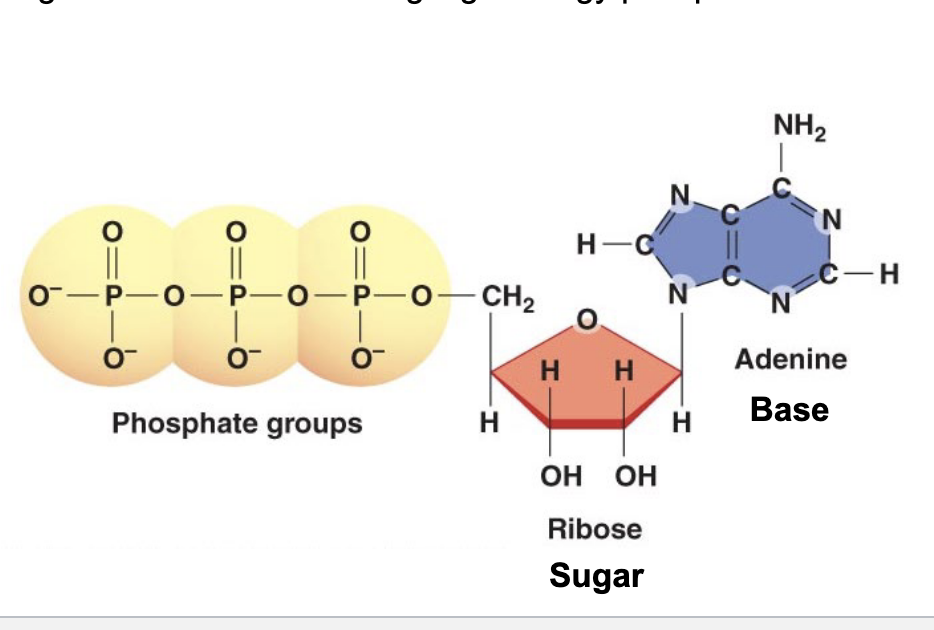 <ul><li><p>adenosine triphosphate → “energy cash” in the cell</p><ul><li><p>organic molecule containing <strong>high energy phosphate bonds</strong></p></li><li><p>structure</p><ul><li><p>3 phosphate groups → each is negatively charged</p><ul><li><p>breaking one of these bonds releases energy used to fuel cellular processes</p></li></ul></li><li><p>ribose sugar</p></li><li><p>adenine base</p></li><li><p>sugar + base = adenosine</p></li></ul></li></ul></li></ul><p></p>
