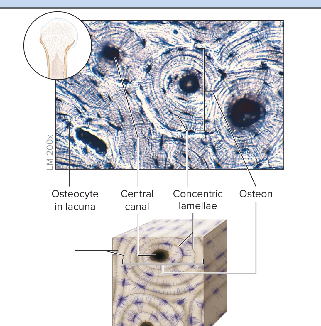 <p>What is bone?</p>