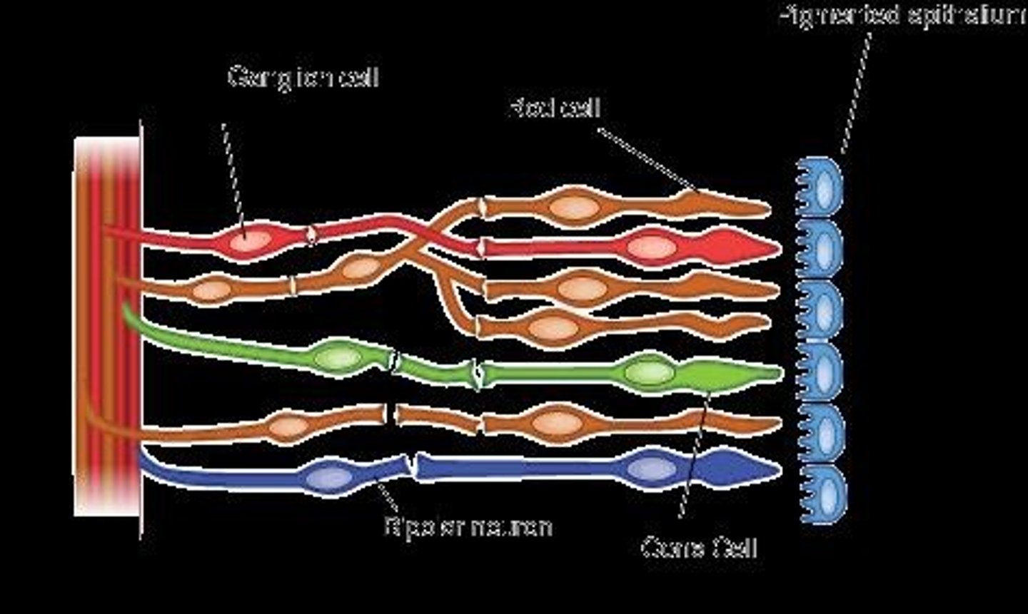 <p>Specialised cells or structures that respond to specific types of physical energy and convey information to the brain.</p>