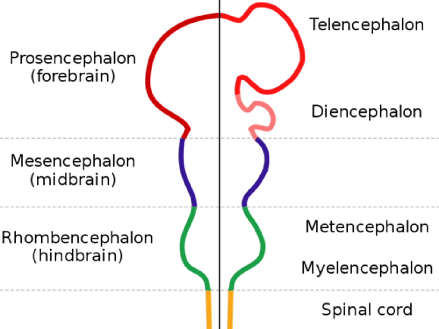<p>These are what the rhombencephalon divides to form.</p>