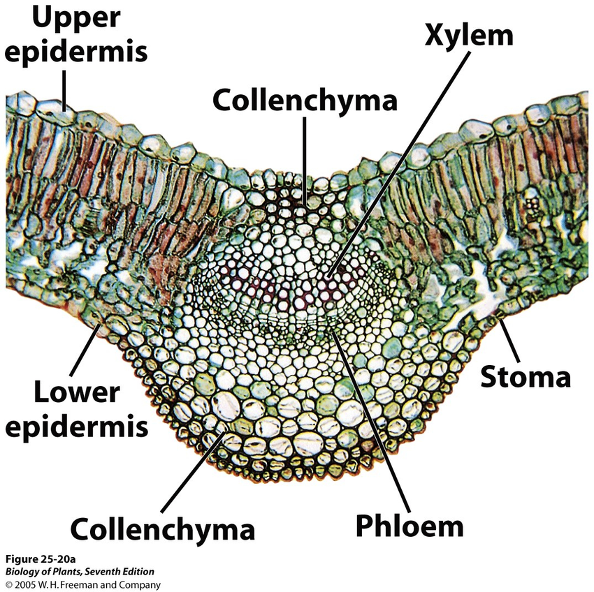 <p>In leaves, xylem is located on the upper side and phloem on the lower side of the leaf veins. This arrangement gives flexible strength and resistance to bending. </p>