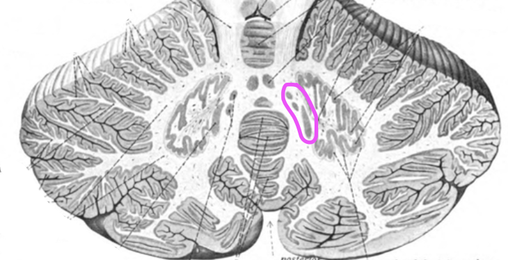 <p>Emboliform and globus nuclei</p>