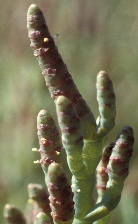 <p>pickleweed</p>