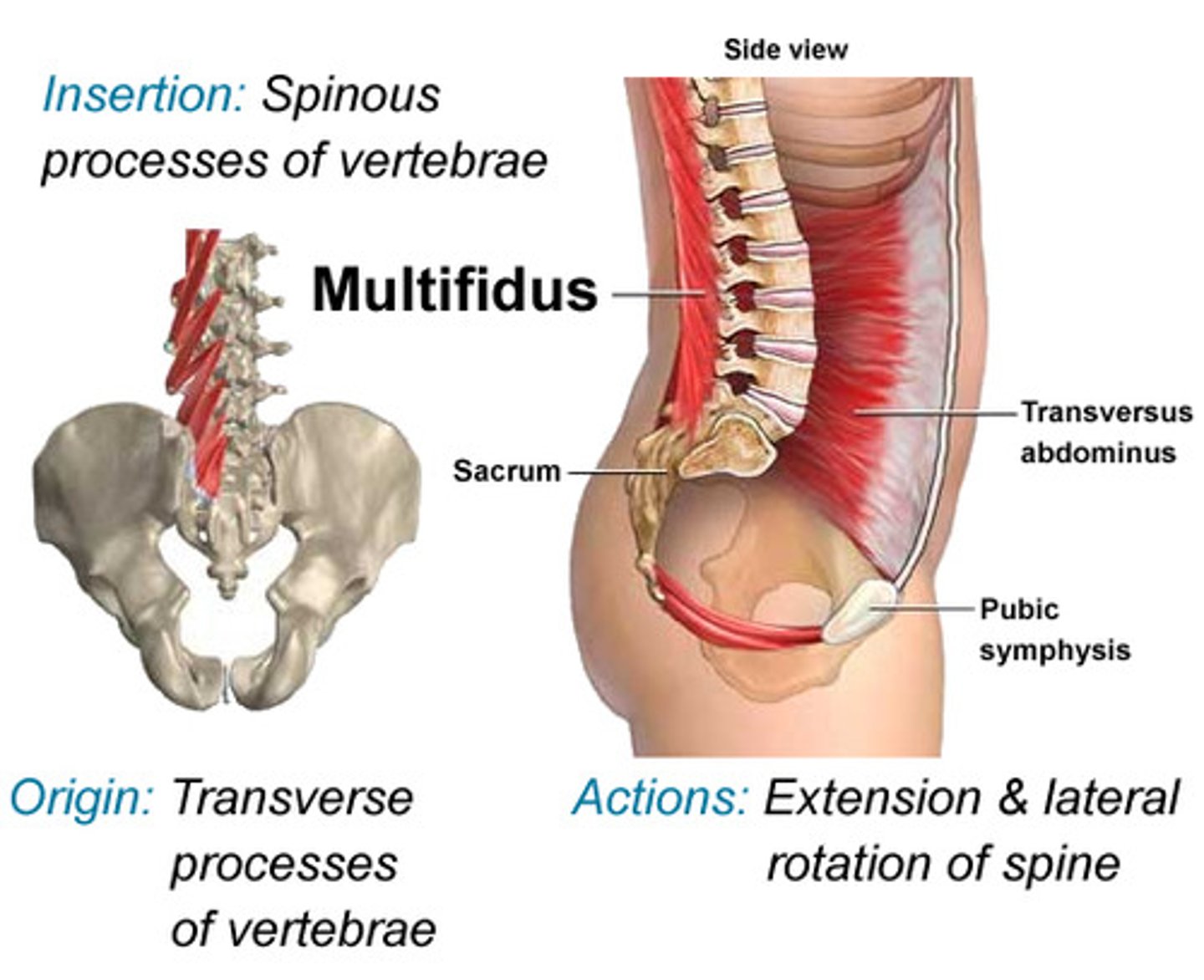 <p>tansverse processes of all vertebrae</p>