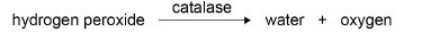 <p></p><p>The action of the enzyme catalase is shown below.</p><p>A student investigated the effect of hydrogen peroxide concentration on the rate</p><p>of this reaction. He used catalase from potato tissue.</p><p>The student:</p><p>• put five potato chips in a flask</p><p>• added 20 cm<sup>3</sup> of 0.5 mol dm<sup>–3 </sup>hydrogen peroxide solution to the flask</p><p>• measured the time in seconds for production of 10 cm<sup>3</sup> of oxygen gas</p><p>• repeated this procedure with four different concentrations of hydrogen peroxide solution.</p><p>Suggest a change the student could make to his procedure so that 10 cm<sup>3 </sup>of oxygen would be produced in less than 6 seconds. (1)&nbsp;</p>
