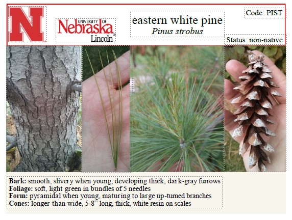 <p>Long cone, five needles per fascicle</p>