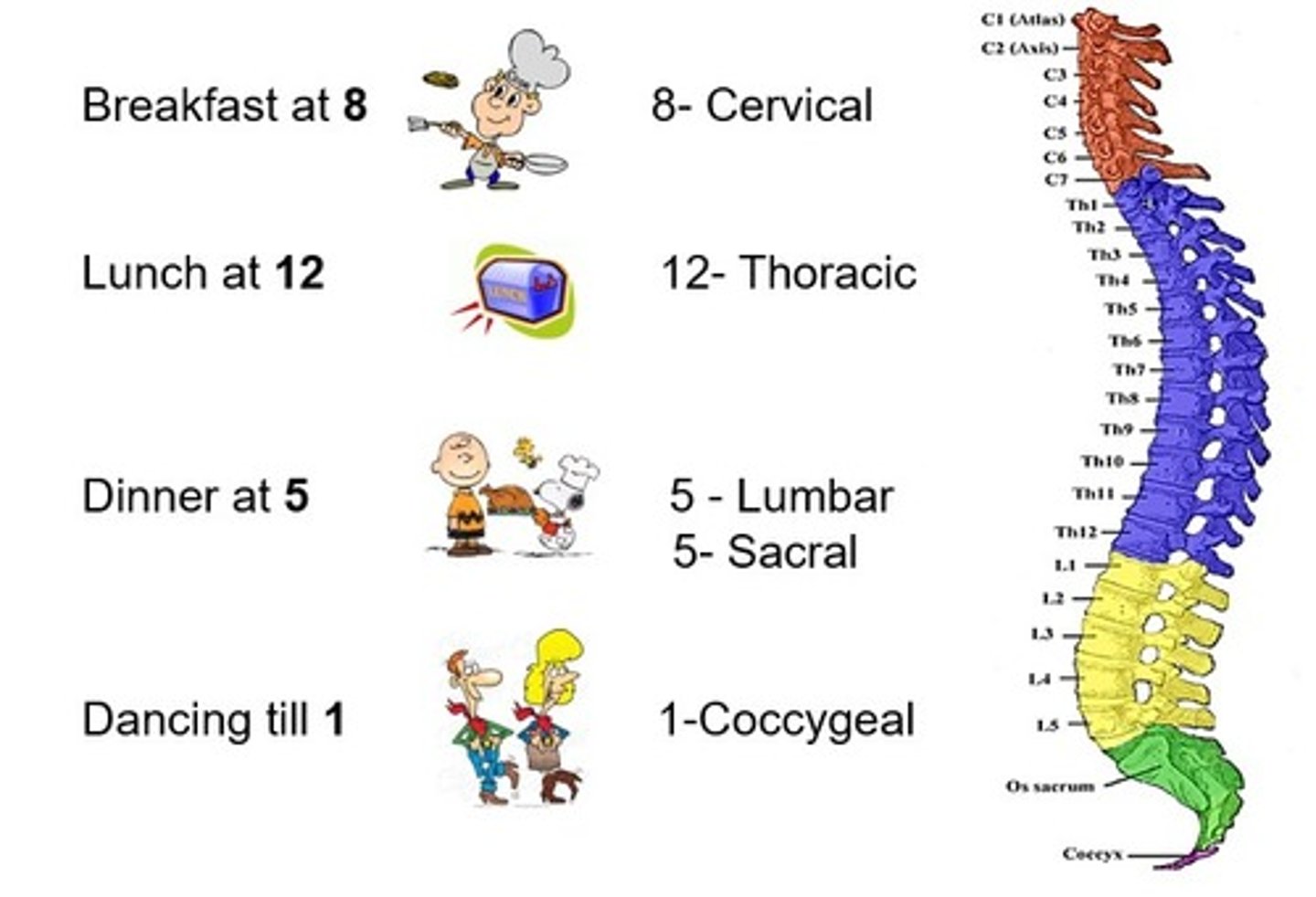 <p>Breakfast at 8</p><ul><li><p>Cervical (8)</p></li></ul><p>Lunch at 12</p><ul><li><p>Thoracic (12)</p></li></ul><p>Dinner at 5</p><ul><li><p>Lumbar (5) + Sacral (5)</p></li></ul><p>Dancing till 1</p><ul><li><p>Coccygeal (1)</p></li></ul><p></p>