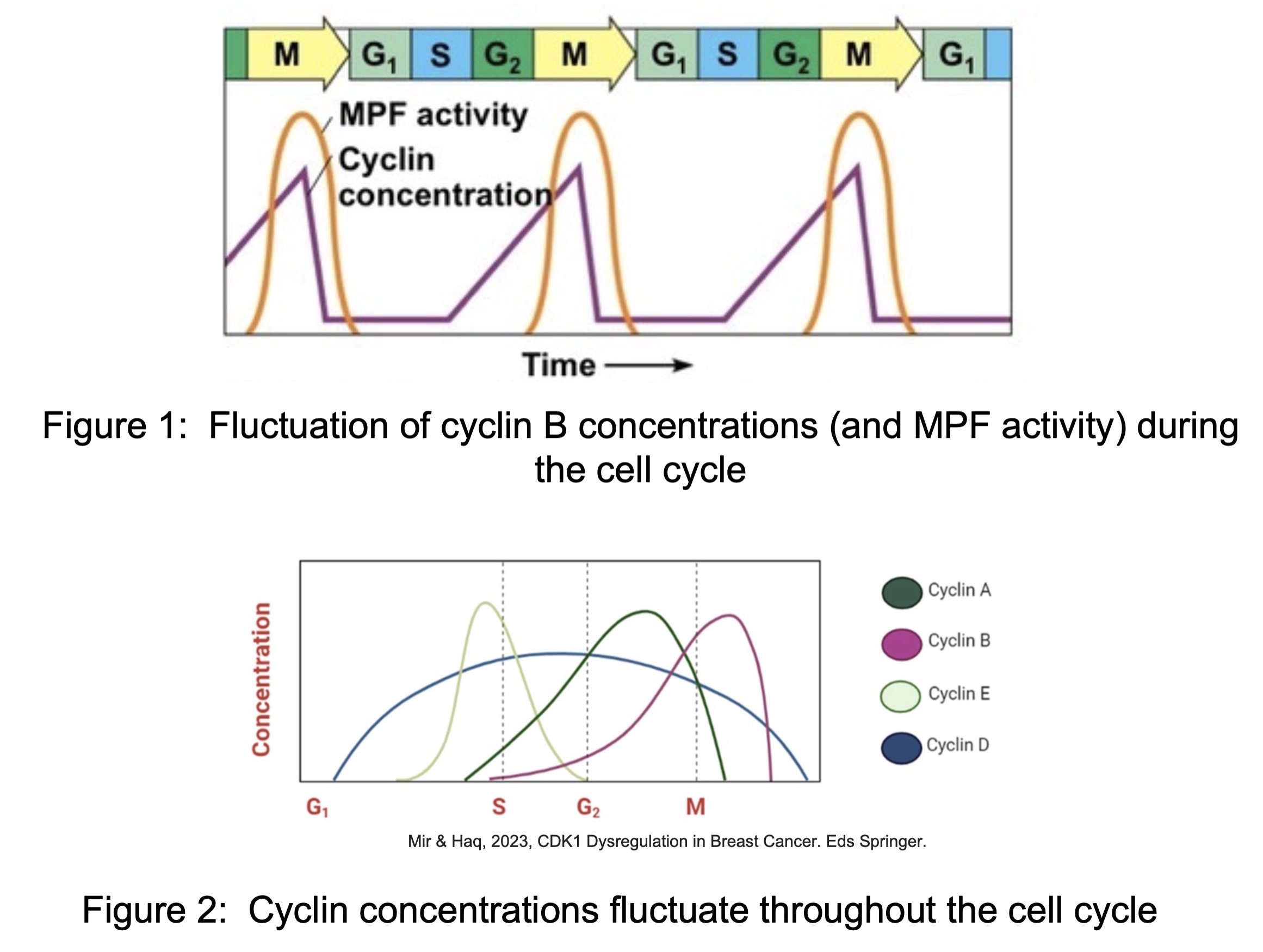 <p>allows proper cell cycle porgression</p><p></p>