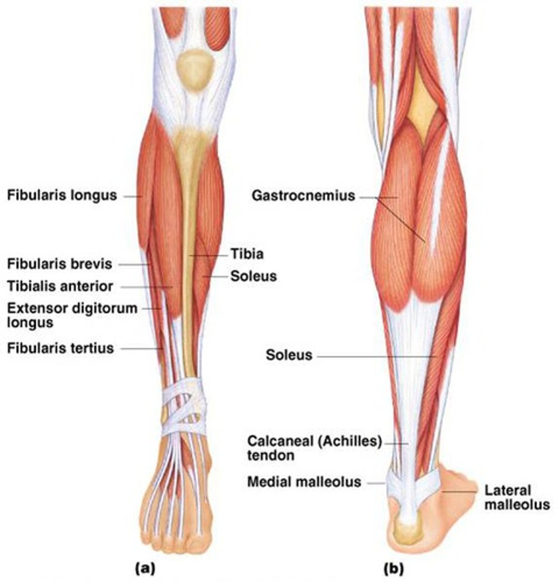 <p>Fibularis longus, tibialis anterior, extensor digitorum longus, triceps surae, and flexor digitorum longus</p>