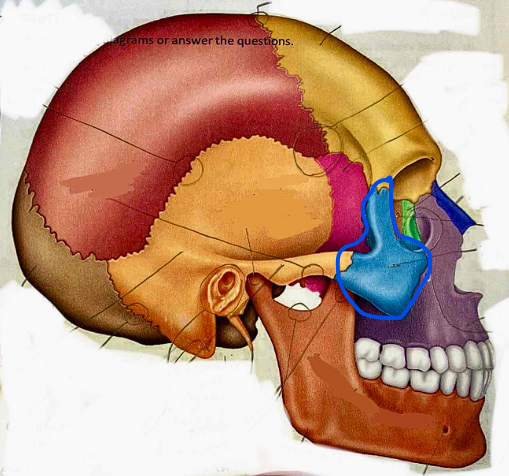 <p>Name the bone</p>