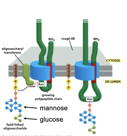 <p>sugars transferred as a group (en bloc). Two forms: N-linked and O-linked. Means to hold the protein inside the ER. </p>