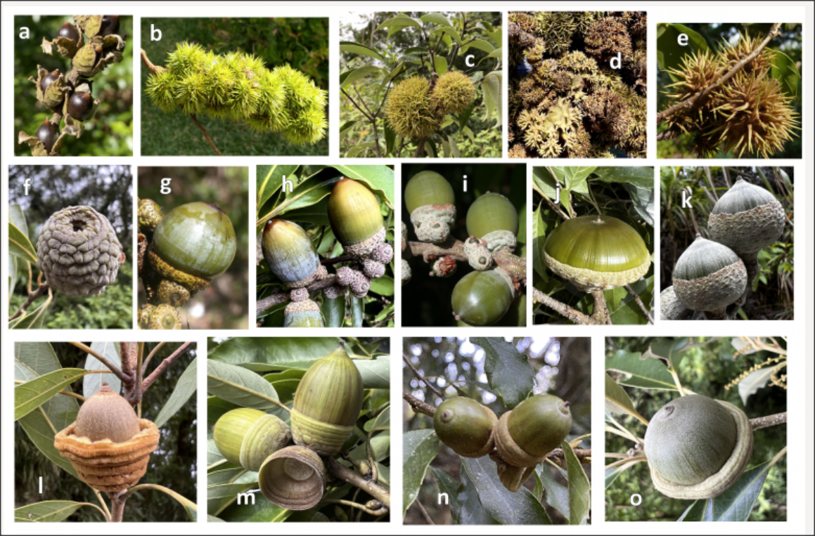 <p><span>Fagaceae</span></p>