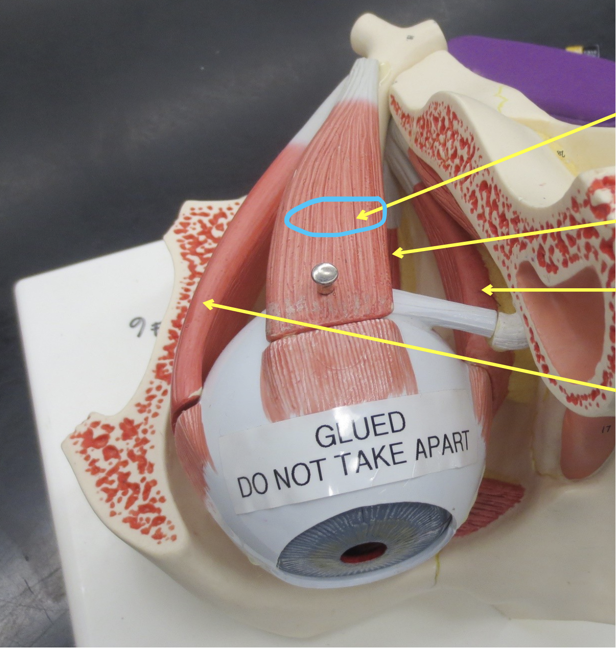 <p>Which muscle</p>