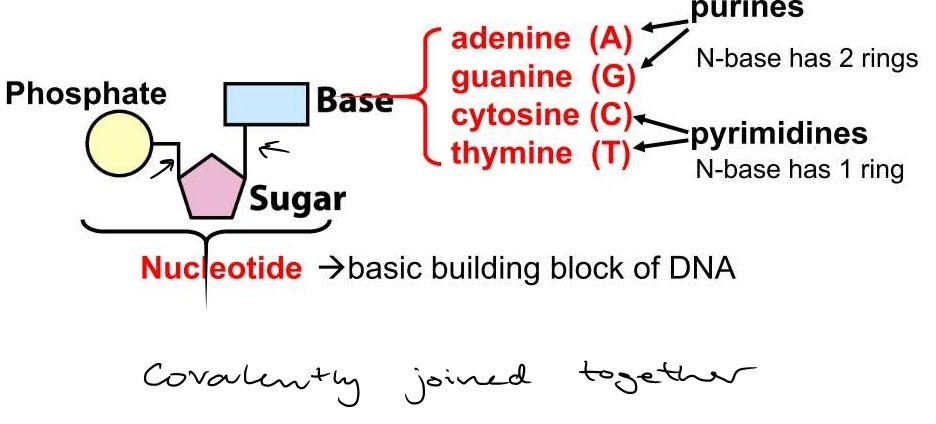 consists of sugar, phosphate, and base