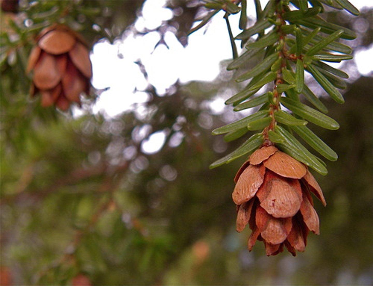 <p>tsuga heterophylla, Pinaceae</p>