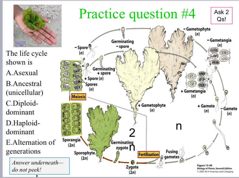 <p>Practice Question (Plant Life Cycle) - The life cycle shown is</p>