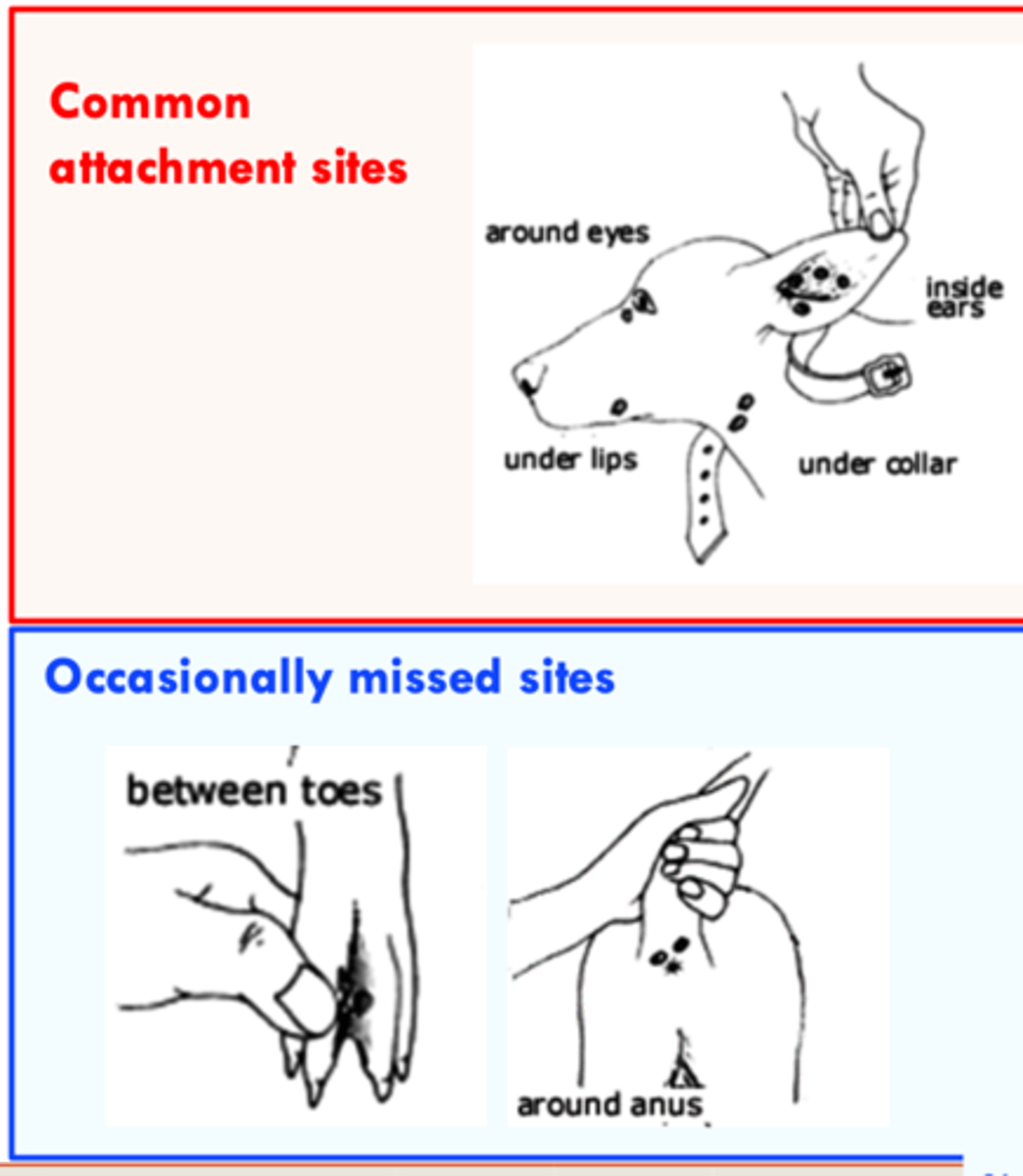 <p>May be found all over the body;</p><p>• Common location of ticks: head and body forward of shoulders.</p>