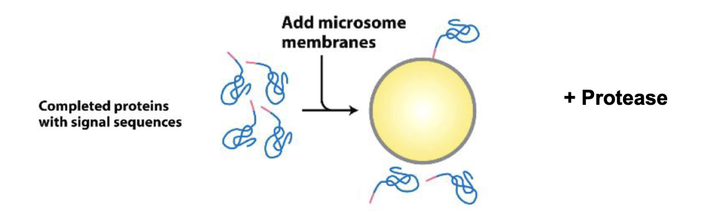 <ul><li><p>proteins were synthesized in vitro using ribosomes and radioactive methionine (35S Met), allowing the proteins to show up on film after SDS-PAGE</p></li><li><p>then microsomes were added after the proteins were already made </p></li></ul><p>Result: no transport occurred, proteins with signal sequences stayed outside the microsomes</p><p>Why? Because ER transport must occur during translation, not after</p><ul><li><p>the ribosome needs to be attached to the microsome membrane while the protein is being synthesized, allowing the nascent chain to be threaded directly into the lumen</p></li></ul><p></p>