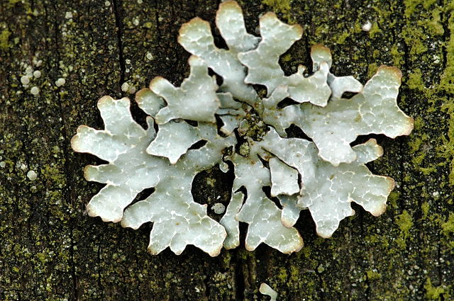 <p>листуваті лишайники</p>