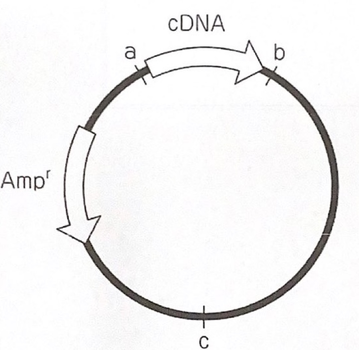 <p>231</p><p>cDNA encoding human protein was cloned into a plasmid vector, which you want to express in E. coli. Which of the following should be cloned into the vector? (Amp^r is ampicillin-resistance gene.)</p><p></p><p>a Cloning of human enhancer into “a” site.</p><p>b Cloning of E. coli promoter into “a” site.</p><p>c Cloning of human promoter into “b” site.</p><p>d Cloning of E. coli repressor into “b” site.</p><p>e Cloning of human origin of replication to “c” site.</p>