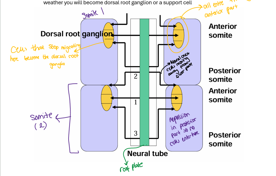 <p>enter theough anterior portion of somite</p><p></p>