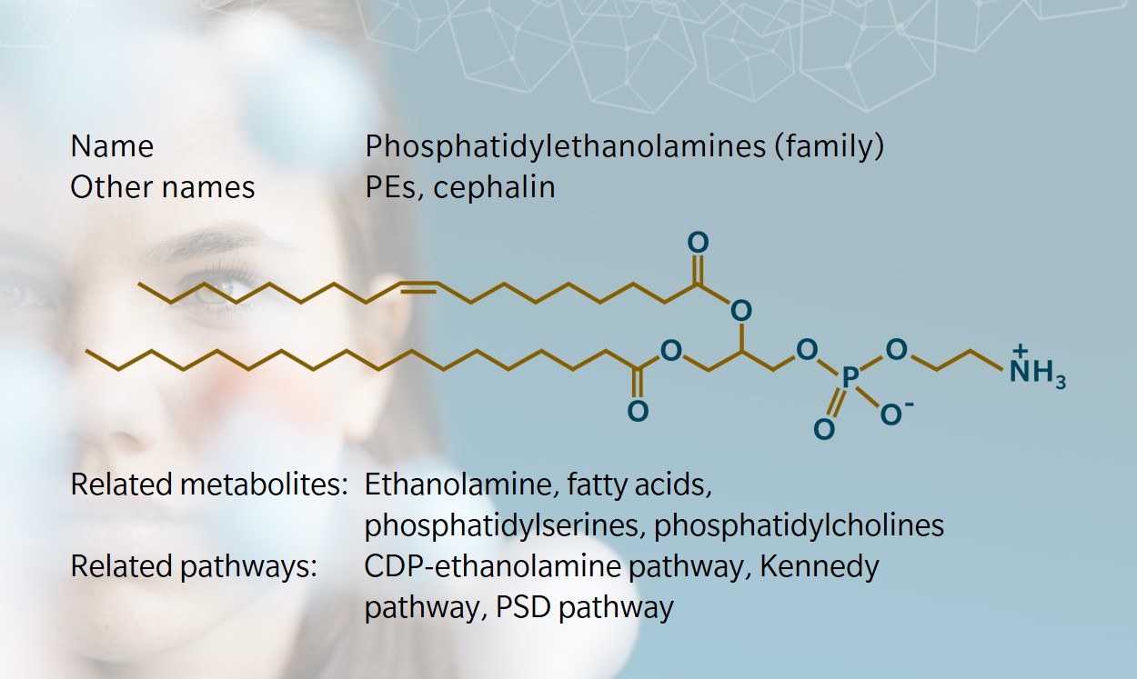 <ul><li><p>Fatty acid chains</p></li><li><p>Glycerol backbone</p></li><li><p>Phosphate</p></li><li><p>OCH<sub>2</sub>CH<sub>2</sub>NH<sub>3</sub><sup>+</sup></p></li></ul><p></p>
