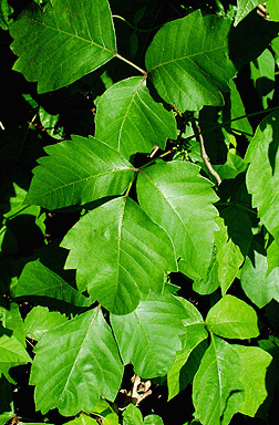 <p>Common Name</p>