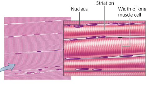<p>What tissue is this?</p>