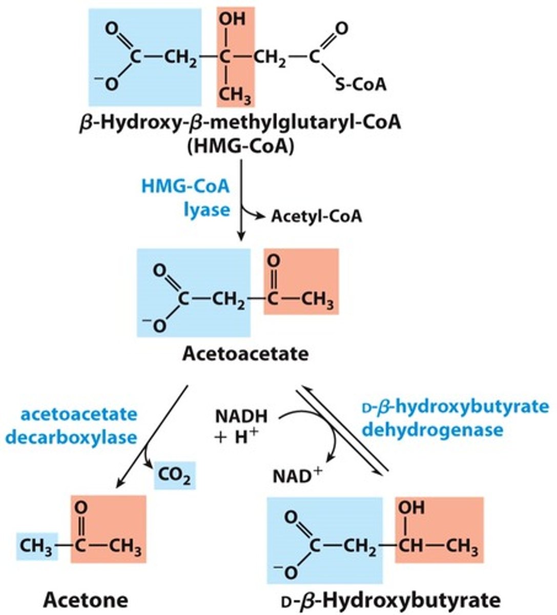 <p>- D-Beta-hydroxybutrate dehydrogenase<br>- NADH + H+ -&gt; NAD+</p>